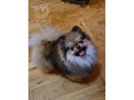 Καθαρόαιμα κουτάβια Boo Pomeranian